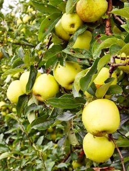 Apfelbaum Kosztela - Wurzelnackte Pflanze