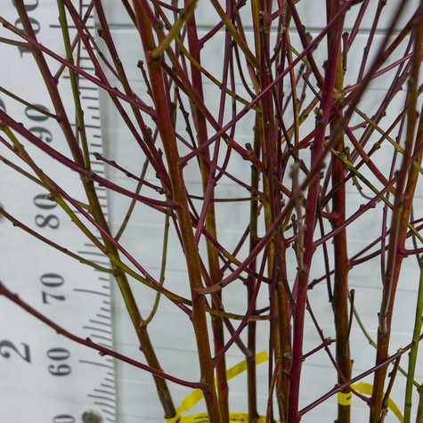 Pfirsichbaum Harnaś - Wurzelnackte Pflanze