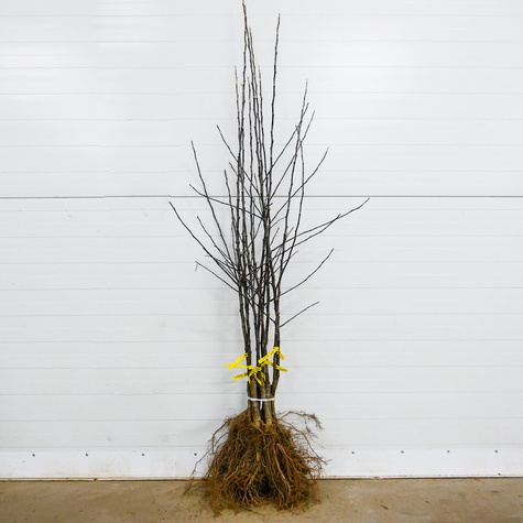 Apfelbaum Goldene Renette - Wurzelnackte Pflanze