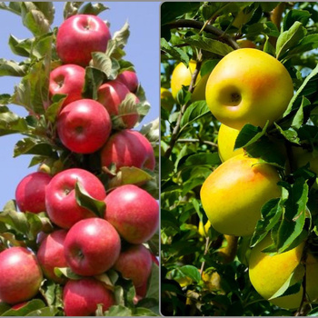 Duo Apfelbaum Malinowa + Golden Delicious - Wurzelnackte Pflanze