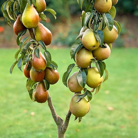Birnenbaum Duo Konferencja + Faworytka Obstbaum Birne 120 cm / 160 cm