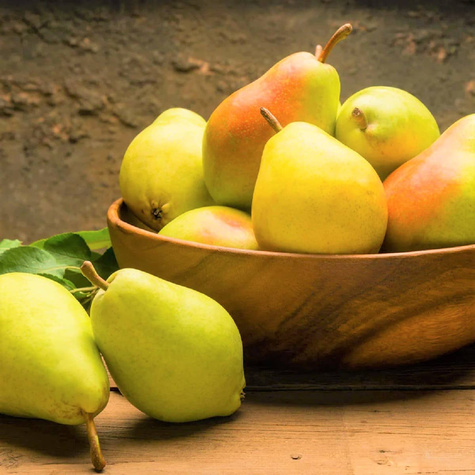 Birnenbaum Klapsa Faworytka - Wurzelnackte Pflanze