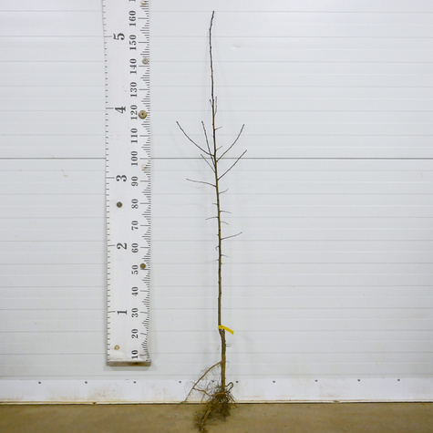 Pfirsichbaum Harnaś - Wurzelnackte Pflanze