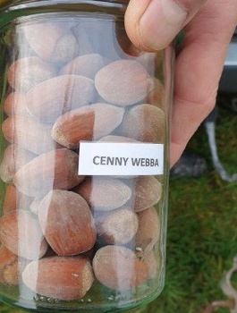 Haselnussbaum Webba Cenny - Wurzelnackte Pflanze