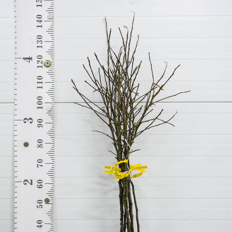 Apfelbaum Jonagored - Wurzelnackte Pflanze