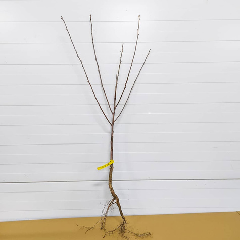 Sauerkirsche Groniasta - Wurzelnackte Pflanze