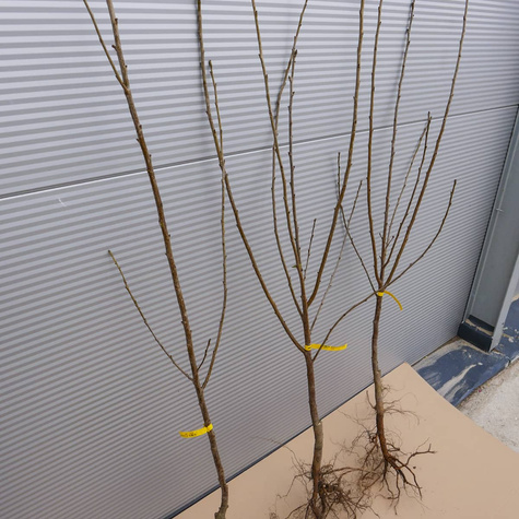 Sauerkirsche Sabina - - Wurzelnackte Pflanze