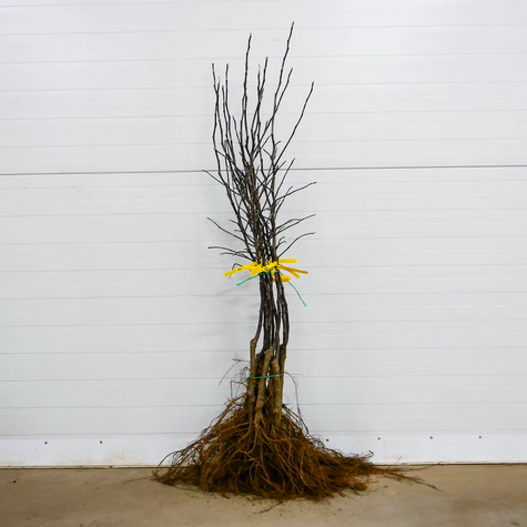 Apfelbaum Antonówka - Wurzelnackte Pflanze