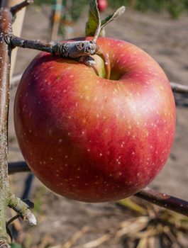 Apfelbaum ‘Roter Papierapfel’ - Wurzelnackte Pflanze