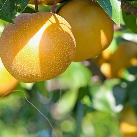 Asiatische Birne 'Chojuro' - Wurzelnackte Pflanze