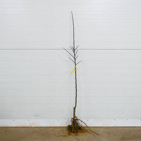 Apfelbaum ‘Geneva Early’ - Wurzelnackte Pflanze