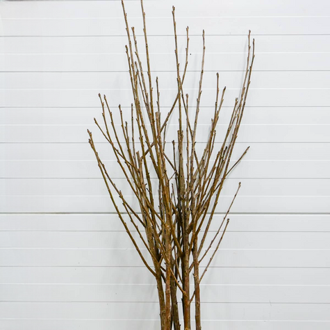 Sauerkirsche Turgieniewska - Wurzelnackte Pflanze