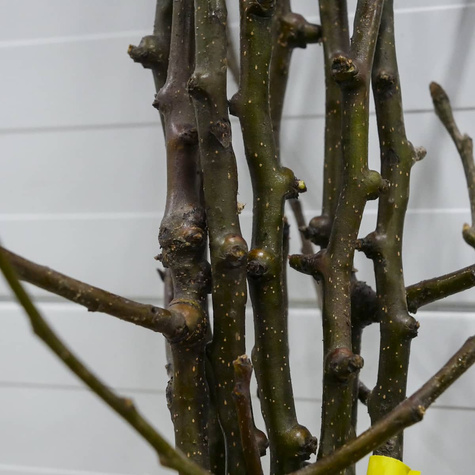 Asiatische Birne 'Chojuro' - Wurzelnackte Pflanze