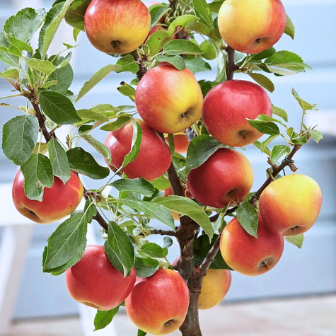 Apfelbaume Elstar Obstbaum Apfel 80cm / 140cm