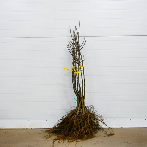 Apfelbaum Grafsztynek - Wurzelnackte Pflanze