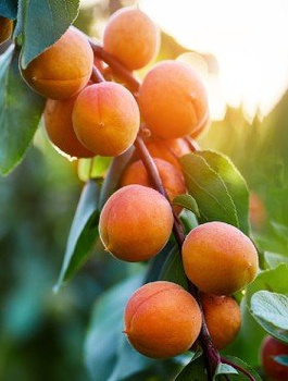 Aprikosenbaum Früh aus Morden - Wurzelnackte Pflanze