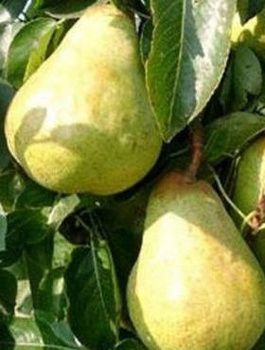 Birnbaum der Sorte Williams Christbirne - Wurzelnackte Pflanze