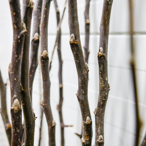 Apfelbaum Cortland - Wurzelnackte Pflanze