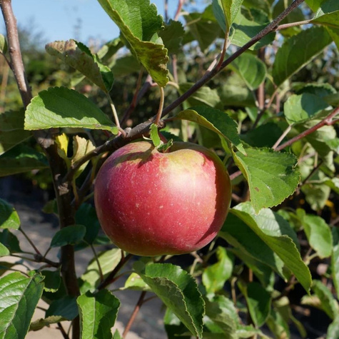 Apfelbaum Idared - Wurzelnackte Pflanze