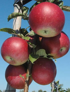 Apfelbaum Idaredest - Wurzelnackte Pflanze