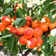 Aprikosenbaum Taja Obstbaum Aprikose 80cm / 140cm