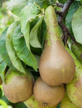 Birnenbaum Konferencja - Wurzelnackte Pflanze