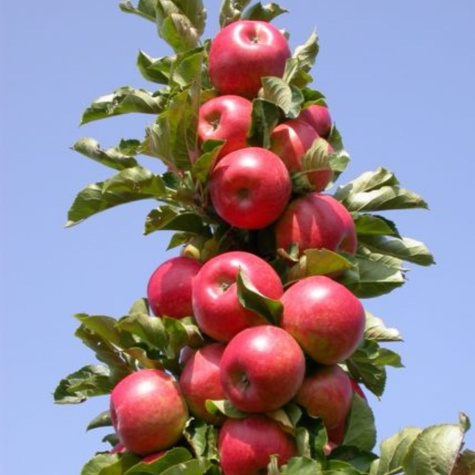 Duo Apfelbaum Malinowa + Golden Delicious - Wurzelnackte Pflanze