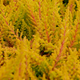 Heide gold knospenblühend – Setzlinge