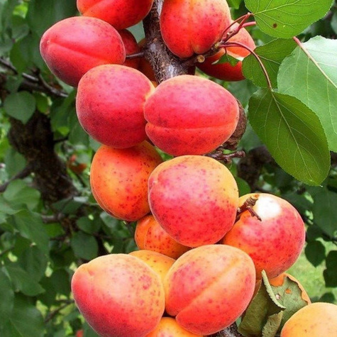 Aprikosenbaum Harlain Obstbaum Aprikose 80cm / 140cm
