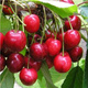 Süßkirsche ‘Irena’ - Wurzelnackte Pflanze