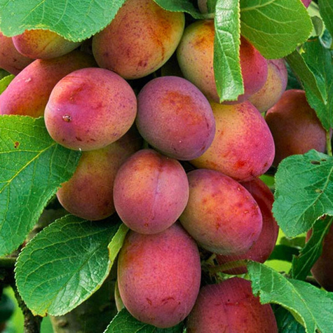 Pflaumenbaum typu Kalipso Obstbaum Pflaume 80cm / 140cm