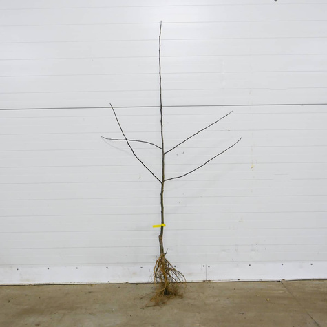 Apfelbaum Goldene Renette - Wurzelnackte Pflanze