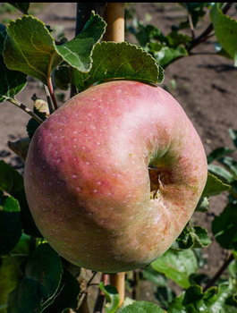 Apfelbaum ‚Kronselska’ (Gravensteiner) - Wurzelnackte Pflanze