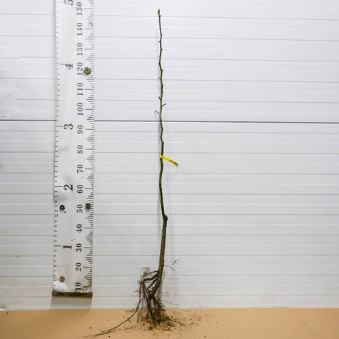 Birnenbaum Dicolor - Wurzelnackte Pflanze