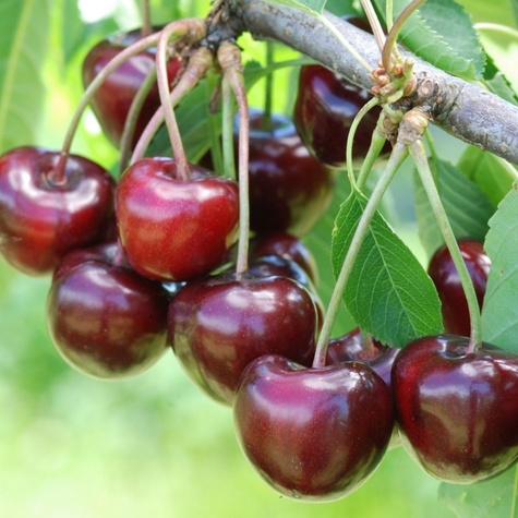 Säulenkirsche Halb Zwerg Carmen Obstbaum Süßkirschen 80cm / 140cm