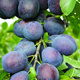 Pflaumenbaum typ Teemano Obstbaum Pflaume 80cm / 140cm