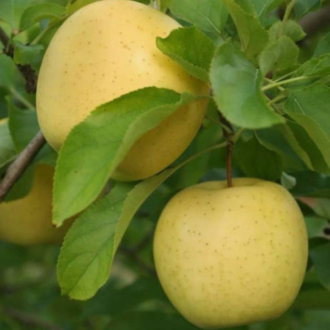 Apfelbaume Reneta Landsberska Landzberska Obstbaum Apfel 80cm / 140cm
