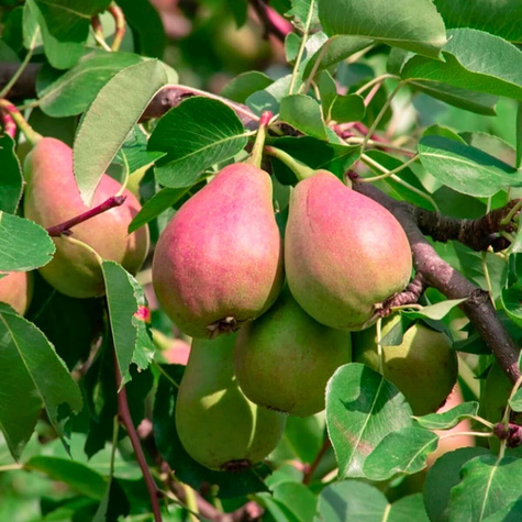 Birnenbaum Amfora - Wurzelnackte Pflanze
