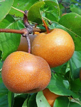 Asiatische Birne 'Chojuro' - Wurzelnackte Pflanze