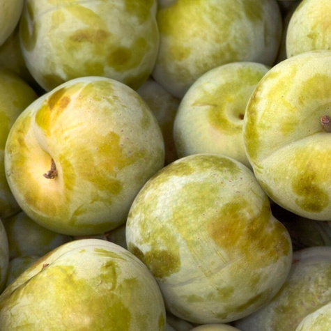 Pflaumen-Aprikose Flavor Queen - Wurzelnackte Pflanze