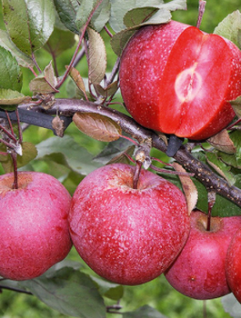 Apfelbaum Marisa mit rotem Fruchtfleisch - Wurzelnackte Pflanze