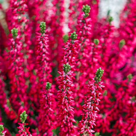 Heide rot knospenblühend – Setzlinge