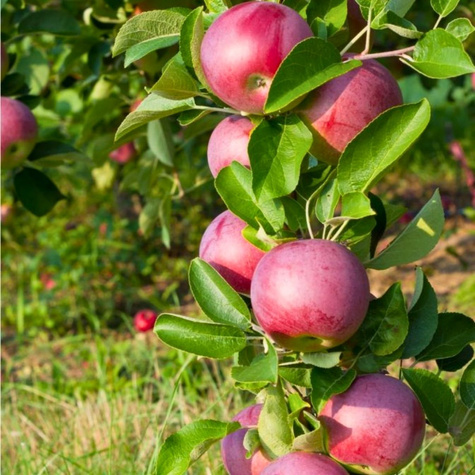 Apfelbaume Säulenobst Waltz Obstbaum Apfel 120 cm / 160 cm