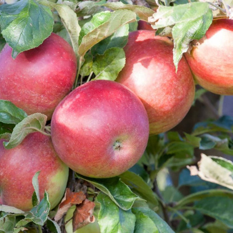 Apfelbaume Säulenobst typu Mango Obstbaum Apfel 120 cm / 160 cm