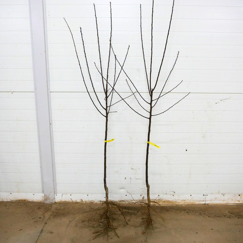 Pflaumenbaum  Renklode Althana - Wurzelnackte Pflanze