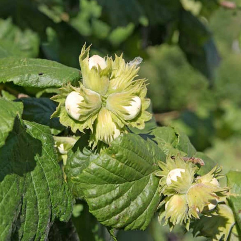 Haselnussbaum Joanna - Wurzelnackte Pflanze