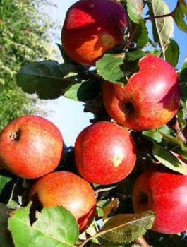 Apfelbaum Red Boskoop - Wurzelnackte Pflanze