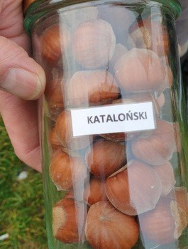 Haselnuss Katalonisch - Wurzelnackte Pflanze