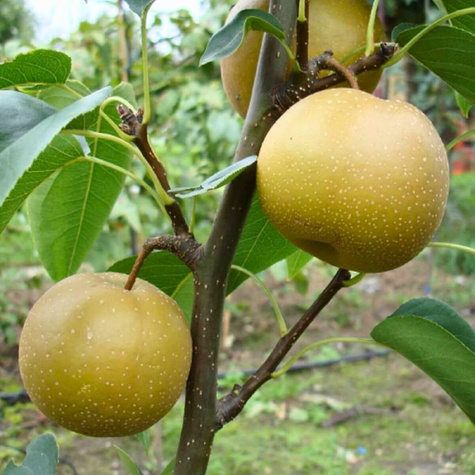 Asiatische Birne ‚Hosui’ - Wurzelnackte Pflanze