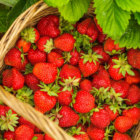 10 Stk. Erdbeerpflanze 'Kama'